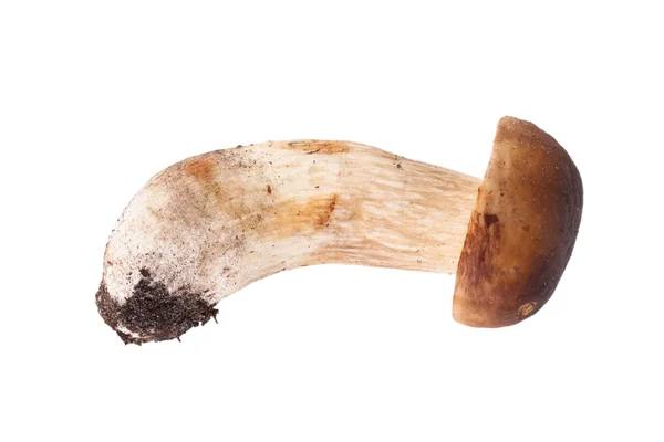 新鲜森林蘑菇 cep 孤立的白色背景上 — 图库照片