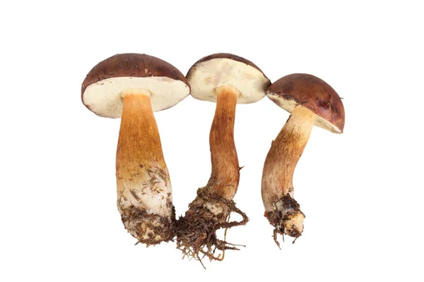 Freschi tre funghi forestali (Boletus badius) isolati su bianco — Foto Stock