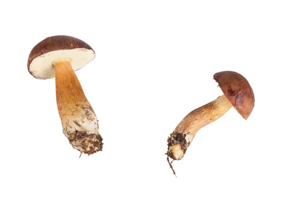 Deux champignons forestiers frais (Boletus badius) isolés sur ba blanc — Photo