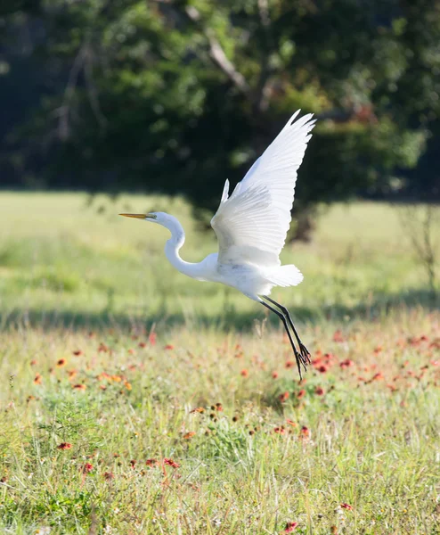 Grande branco Egret em voo — Fotografia de Stock