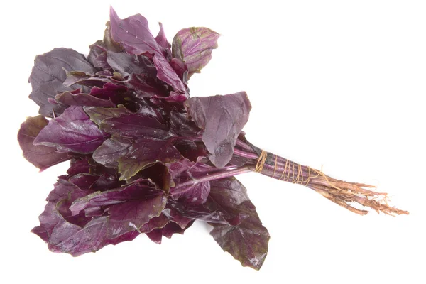 Bunch of purple basil isolated on white background — Stock Photo, Image