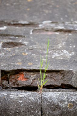çim Filiz taş duvarda. alan derinliği Texture.Shallow