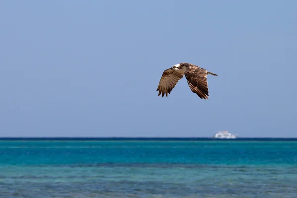 Osprey flying over the sea — Stock Photo, Image