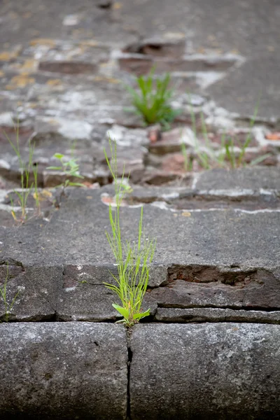 Grass sprouted in the stone wall texture Shallow depth of field — Stock Photo, Image