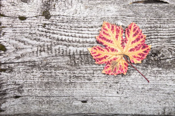 Herfstblad op oude houten bord — Stockfoto