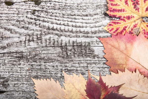 Yellow autumn leaves on the background a dark old wood — Stock Photo, Image