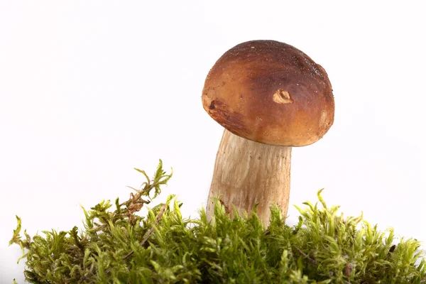 Boletus edulis no musgo deitado sobre um fundo claro — Fotografia de Stock