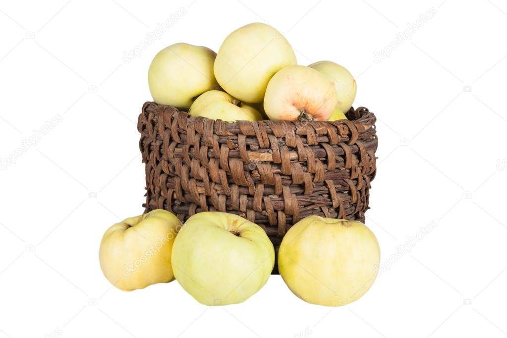 Antonovka apples in a basket isolated on white background