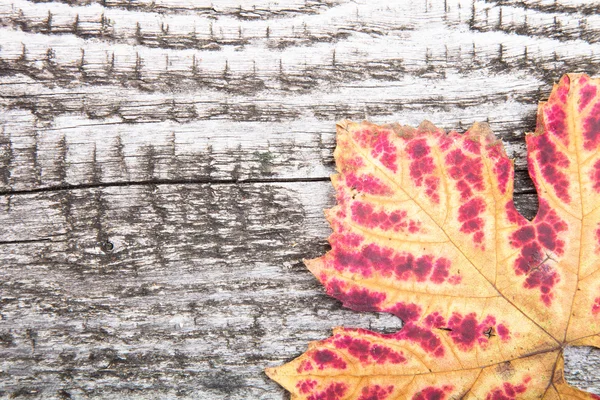 Autumn leaf on old wooden background — Stock Photo, Image