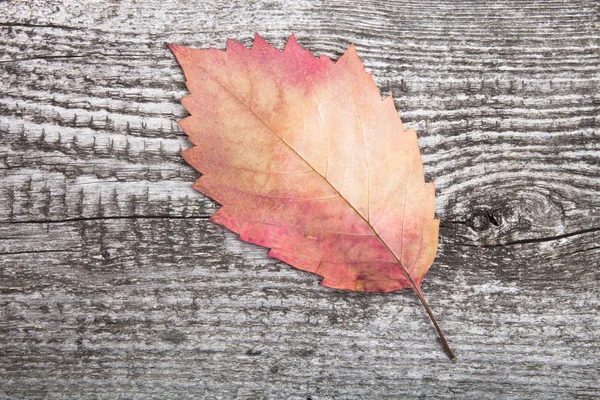 Autumn leaf on old wooden background — Stock Photo, Image