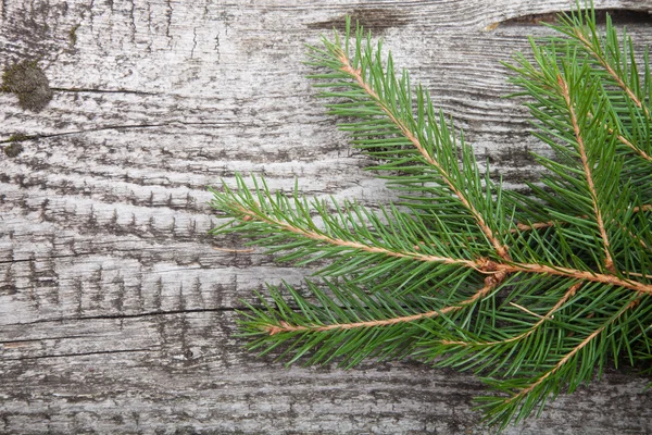 Spruce twig on a wooden background — Stock Photo, Image