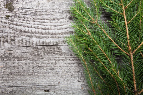 Brindille d'épinette sur un fond en bois — Photo