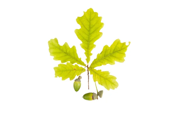 Oak leaf and acorn isolated on white background — Stock Photo, Image