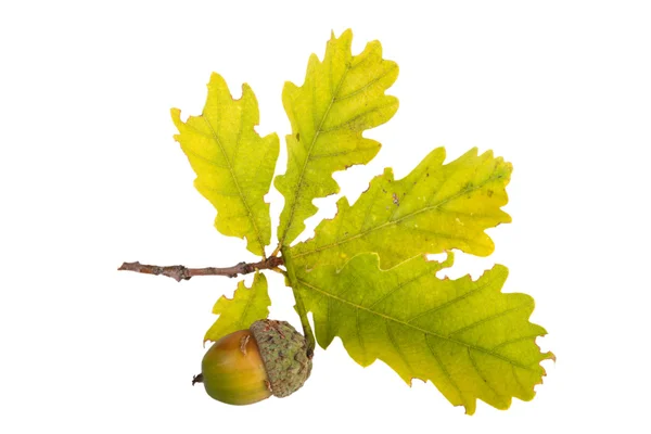 Oak leaf and acorn isolated on white background — Stock Photo, Image