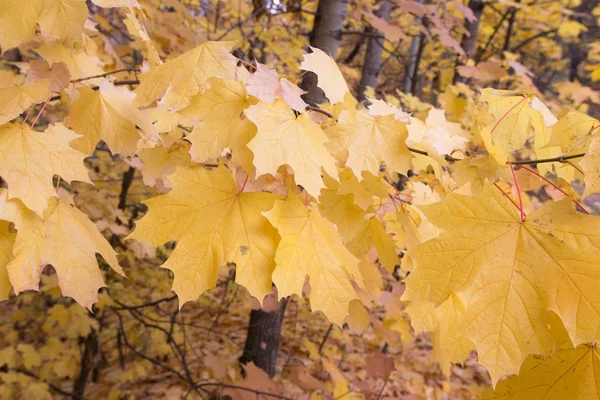 Yellow maple leaves background — Stock Photo, Image