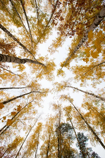 秋の白樺の森の木のてっぺん — ストック写真