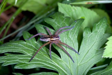 Sal örümcek, dolomedes fimbriatus üzerindeki yeşil yaprak