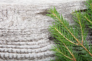 eski ahşap arka plan ile çam dalı, tahta döşeme görüntü