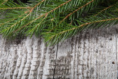 eski ahşap arka plan ile çam dalı, tahta döşeme görüntü
