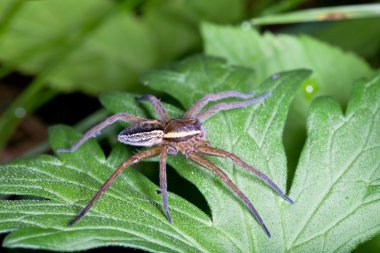 Sal örümcek, dolomedes fimbriatus üzerindeki yeşil yaprak