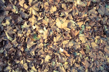 sonbahar yaprakları arka plan