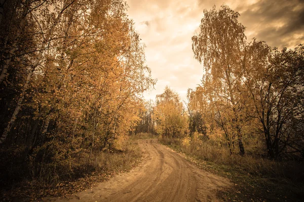 Zandstrand weg onder berken. Gouden herfst — Stockfoto