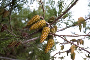 Kozalaklı çam ağacı