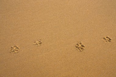 Kumda köpek ayak izleri var.