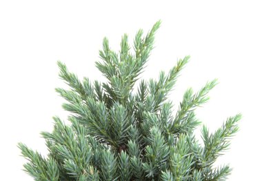 Beyaz arka planda noel ağacı