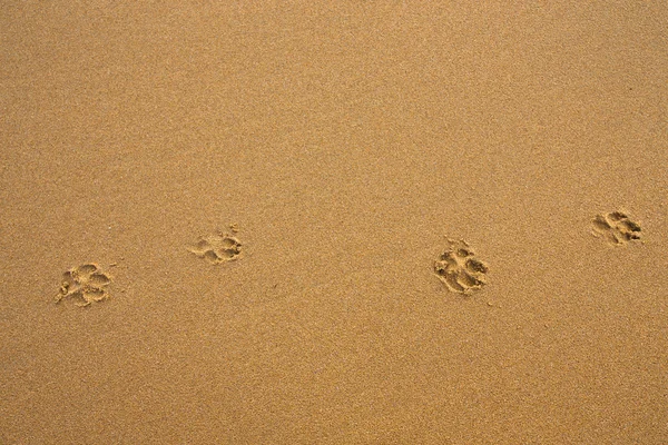 Hundespuren im Sand — Stockfoto