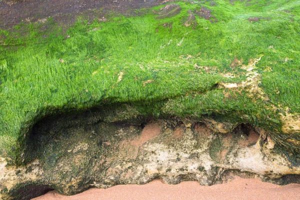 Crecido por piedra de algas — Foto de Stock