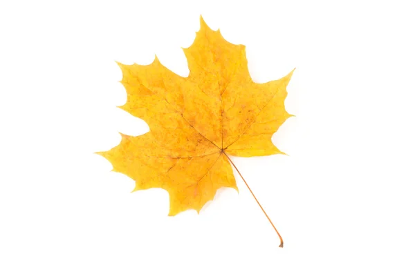 Dry yellow autumn maple leaf on a white background — Stock Photo, Image