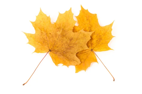 Two yellow autumn dry maple leaf on a white background — Stock Photo, Image