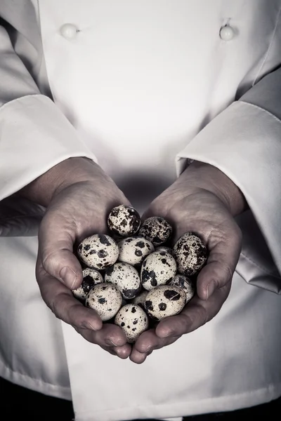 Перепелиные яйца в руках шеф-повара. тонированные — стоковое фото