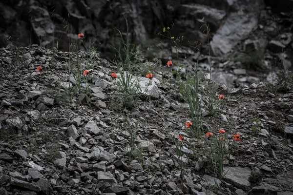 Red flowers among the stones. Toned. Black-white — Stock Photo, Image