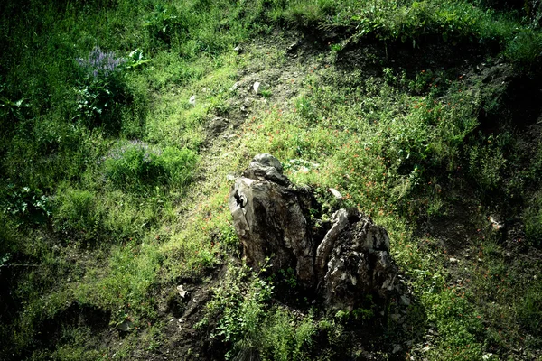 Lone tree stump in the meadow with flowers — Stock Photo, Image