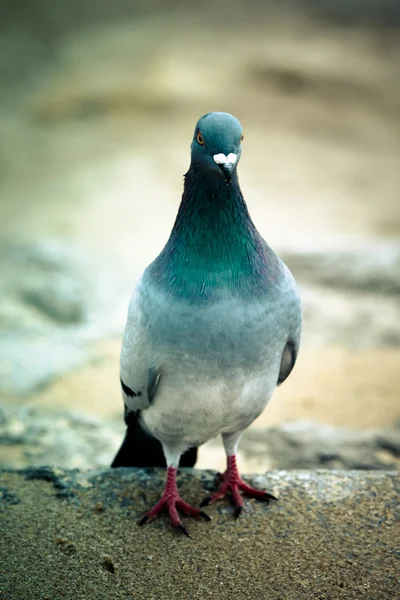 Taube felsig ungedreht. geringe Schärfentiefe — Stockfoto