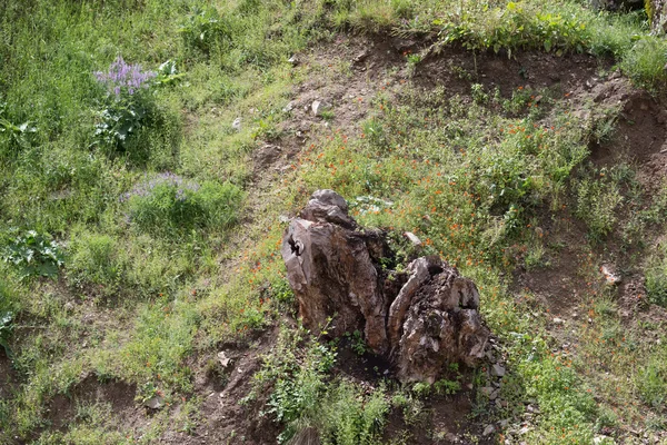 花との牧草地での孤独な木の切り株 — ストック写真