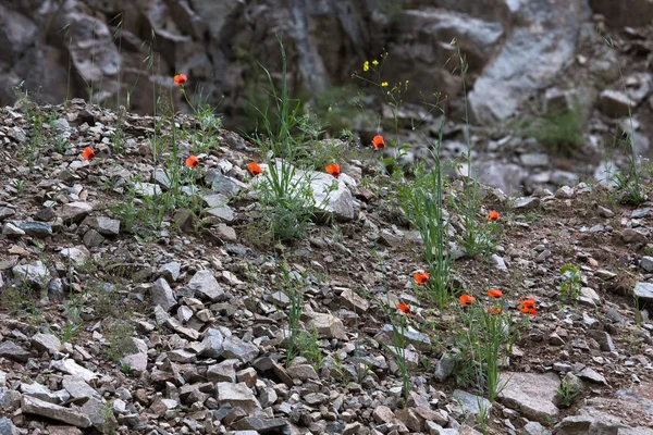 Rote Blumen zwischen den Steinen — Stockfoto