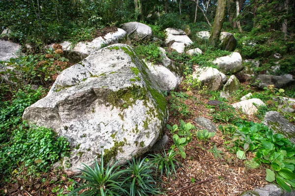 Der alte Felsen im Wald moosbewachsen — Stockfoto