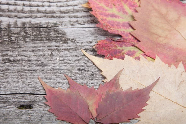 Autumn Leaves over old wooden background — Stock Photo, Image