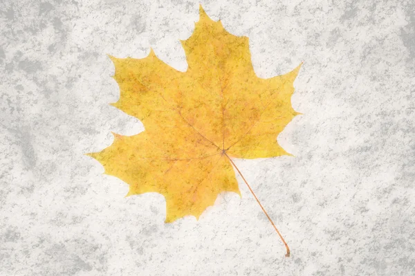 Dry yellow autumn maple leaf on a white background — Stock Photo, Image