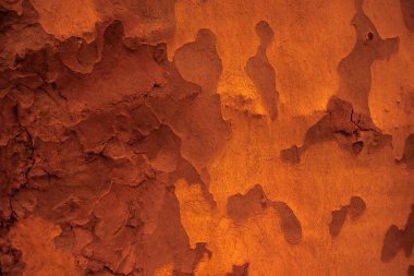 Sycamore.tinted kabuk dokusu