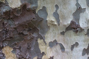 Sycamore kabuğu dokusu