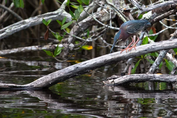 Heron verde olhando para fora para o peixe na água. Butorídeos Viresce — Fotografia de Stock