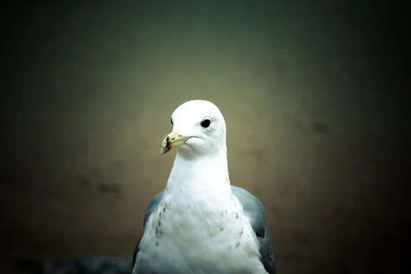 Portrait d'une mouette aux yeux sombres. Netteté sur les yeux — Photo