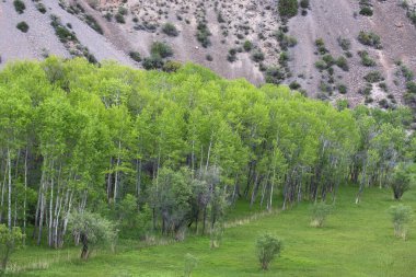 Pamir huş üzerinde göl İskender, Tacikistan