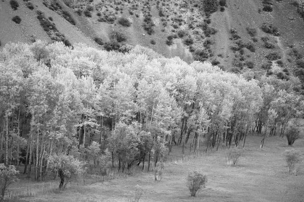 Pamir-Birke am Iskander-See, Tadschikistan. in schwarz-weiß — Stockfoto