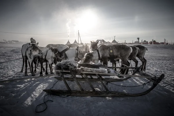 Team av renar. Yamal — Stockfoto