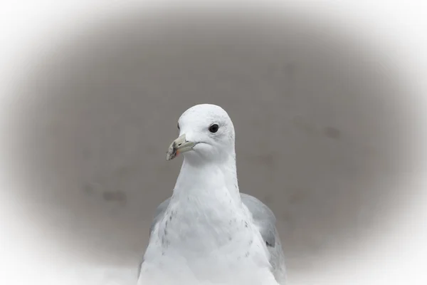 Retrato de uma gaivota com um olho escuro. Nitidez em olhos — Fotografia de Stock
